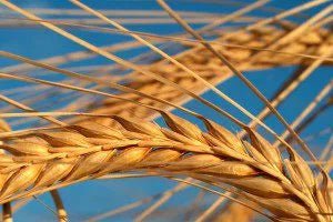 Beta Glucan - Pulverfux.de